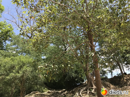 472 ����: ������ 2017. ��������