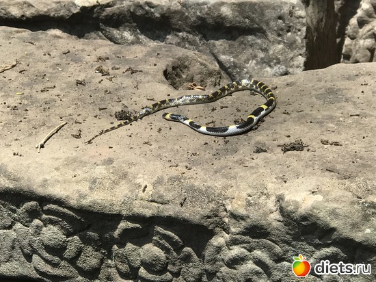 474 ����: ������ 2017. ��������