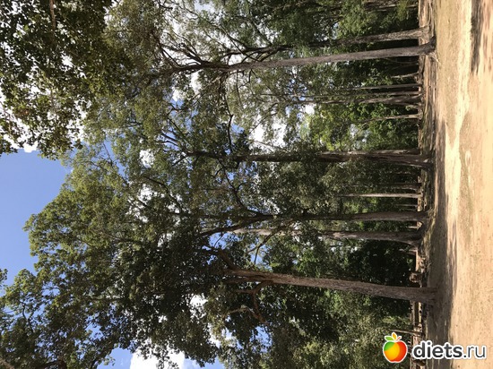 481 ����: ������ 2017. ��������