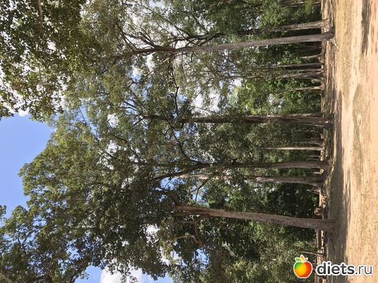 482 ����: ������ 2017. ��������