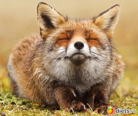 Малыш, альбом: То, что я люблю