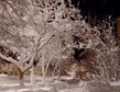 Анна Ахматова. Приходи на меня посмотреть...
