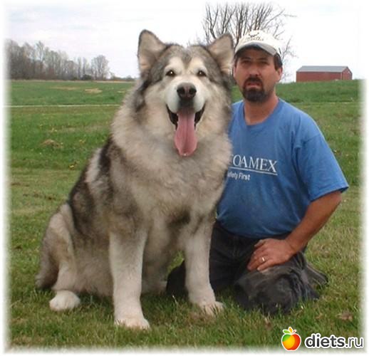 1 ����: ������� -�������