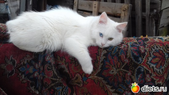 ��� ������� ��� �������., ������: ��� ������� ��� �������.