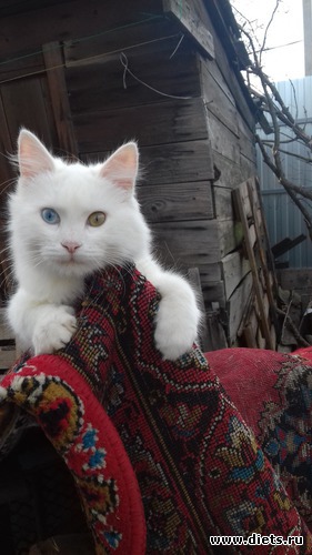 � ����� ������ ,����� ���  ����!, ������: ��� ������� ��� �������.