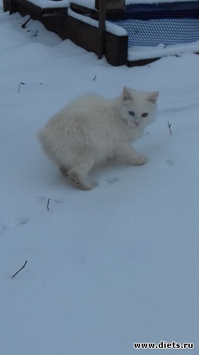 � ���� ����������, ���� � ��� !, ������: ��� ������� ��� �������.