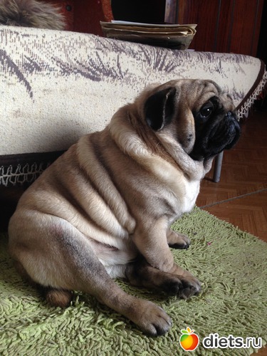 Это Richard мопс, альбом: МоДа для питомцев