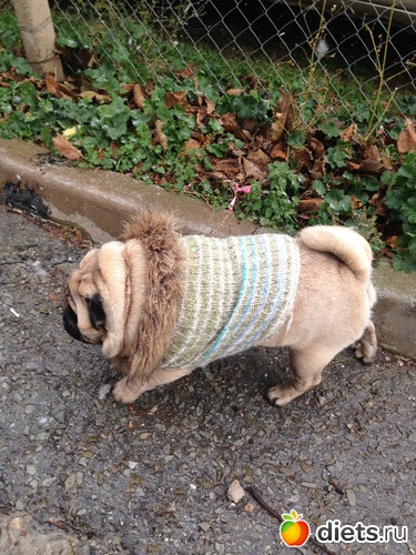 Дефиле: Ричард в свитере со смехом, альбом: МоДа для питомцев