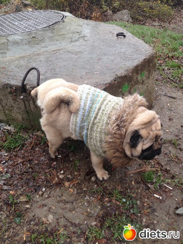 Дефиле: Ричард в свитере со смехом, альбом: МоДа для питомцев