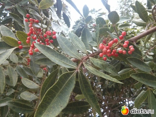 Февраль 2017.Израиль, альбом: Природа...