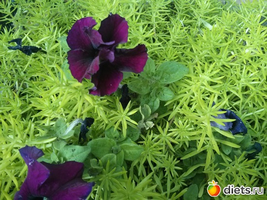 Февраль 2017.Израиль, альбом: Природа...