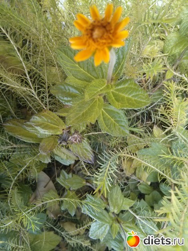 Февраль 2017.Израиль, альбом: Природа...