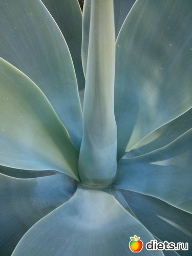 Февраль 2017.Израиль, альбом: Природа...