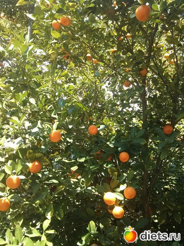 222 фото: Природа...