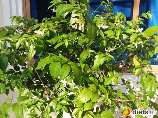 21 ����: ��������..