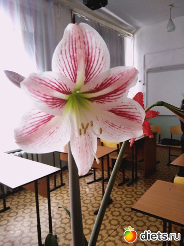 2 ����: �������)))