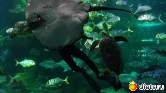 16 ����: ���� ����������� �� �������