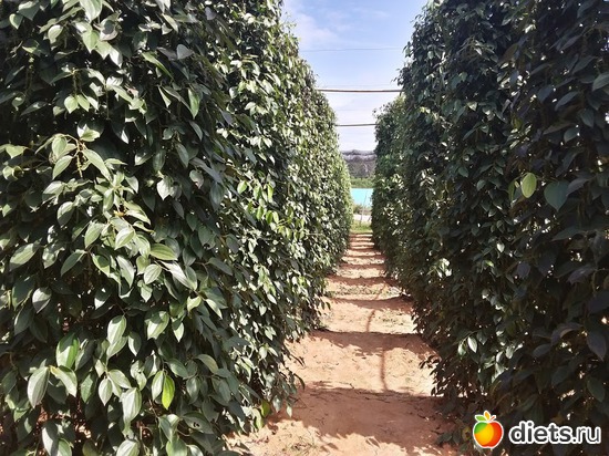 ��� ������ �����, ������: ������� 1-4  ������ 2017 ����