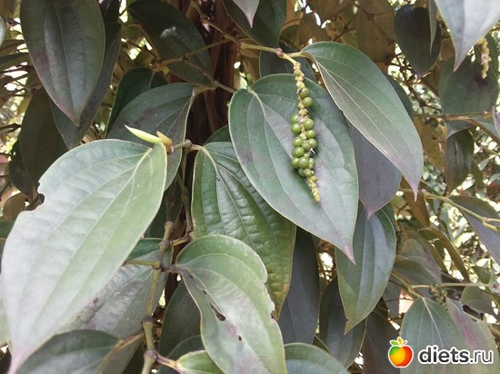 61 ����: ������� 1-4  ������ 2017 ����