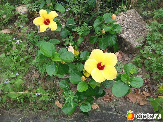 97 ����: ������� 1-4  ������ 2017 ����