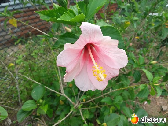 98 ����: ������� 1-4  ������ 2017 ����