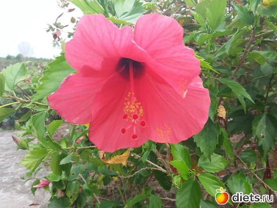 99 ����: ������� 1-4  ������ 2017 ����