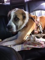 про отсутствие инстинкта самосохранения у некоторых человеческих особей...