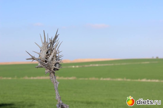 Сдерот, 20.01.17, альбом: Природа...