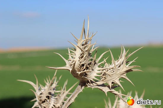 Сдерот, 20.01.17, альбом: Природа...