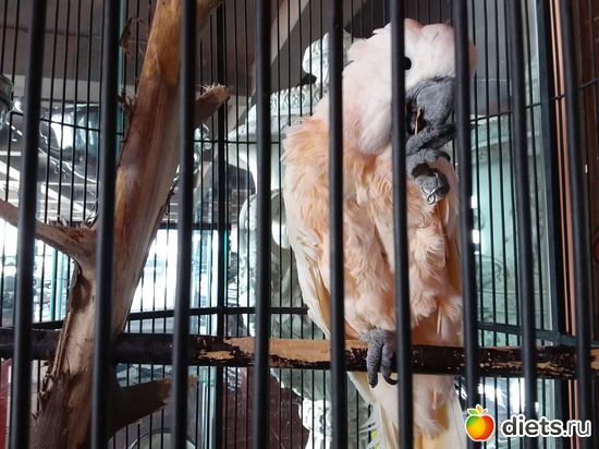 21 ����: ��� ��������