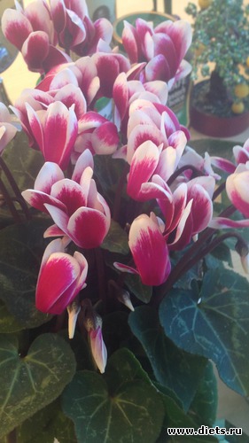 78 ����: 2017 ������