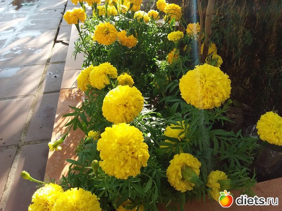15 ����: ��������..
