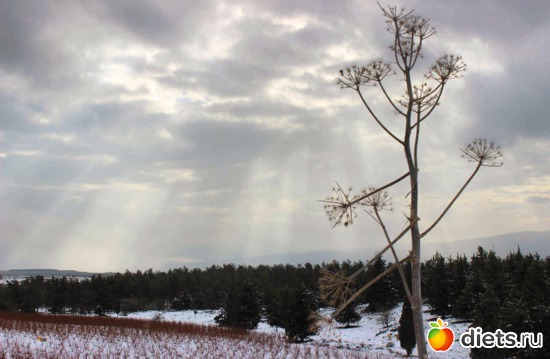 Зима в Израиле. Голанские высоты .28.01.17, альбом: Природа...