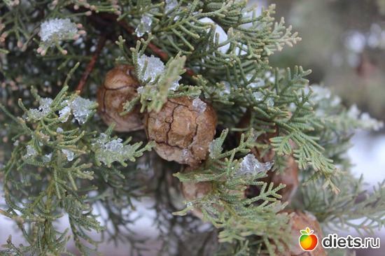 Зима в Израиле. Голанские высоты .28.01.17, альбом: Природа...