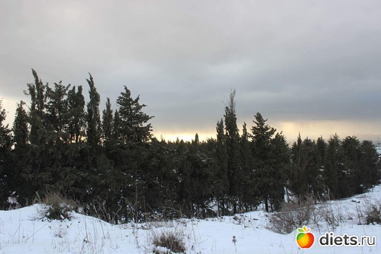 Зима в Израиле. Голанские высоты .28.01.17, альбом: Природа...