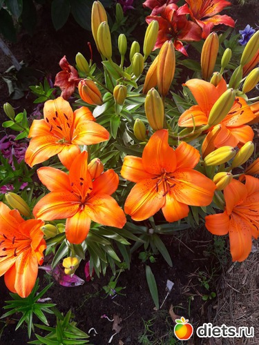 8 фото: огород