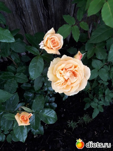 9 фото: огород