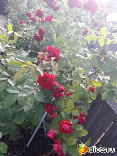 10 фото: огород