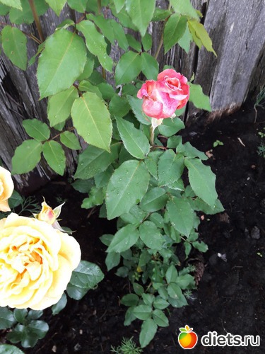 12 фото: огород