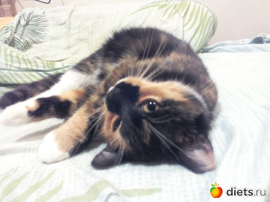 мне лениво, альбом: моя живность