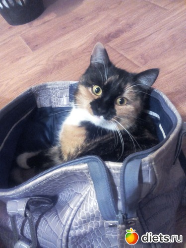 моя сумка, альбом: моя живность