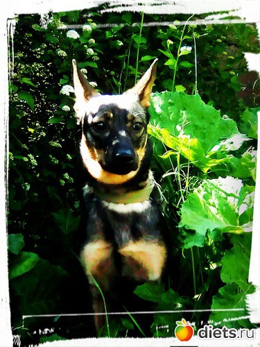 Фурия, альбом: моя живность