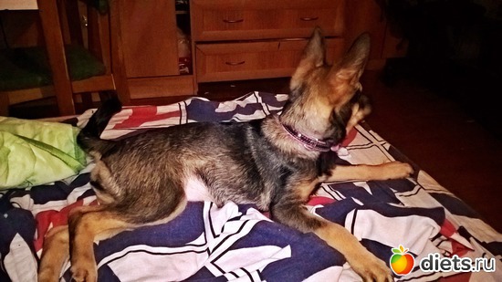 наблюдаем за кошкой, альбом: моя живность