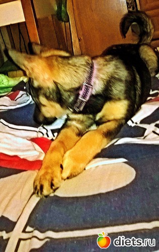 я смущаюсь..., альбом: моя живность