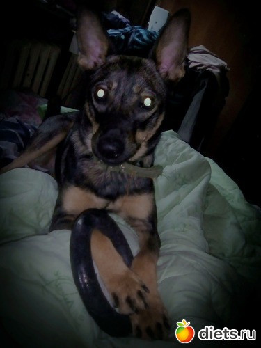 поиграем?, альбом: моя живность