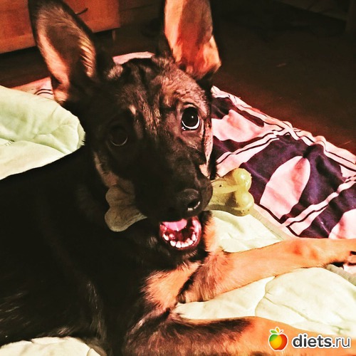 миляга, альбом: моя живность