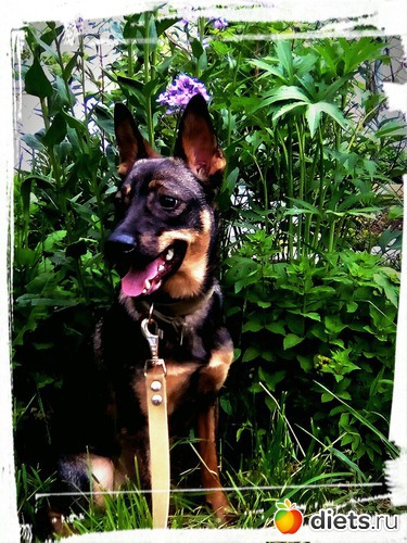 я лучше в тенечке посижу, альбом: моя живность