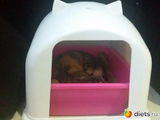 41 ����: ��� ��������