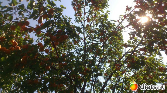 6 фото: июль 2017г