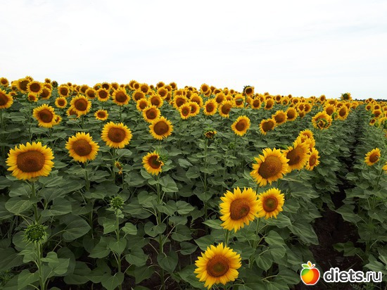 подсолнухи, альбом: июль 2017г